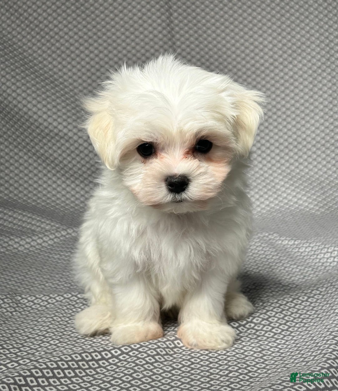 Maltese dogs for sale: Freddy - Image 5