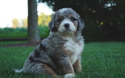 Bernedoodle dogs for sale: Max - Image 4