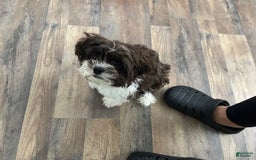 Shihpoo dogs for sale: Khloe - Image 5
