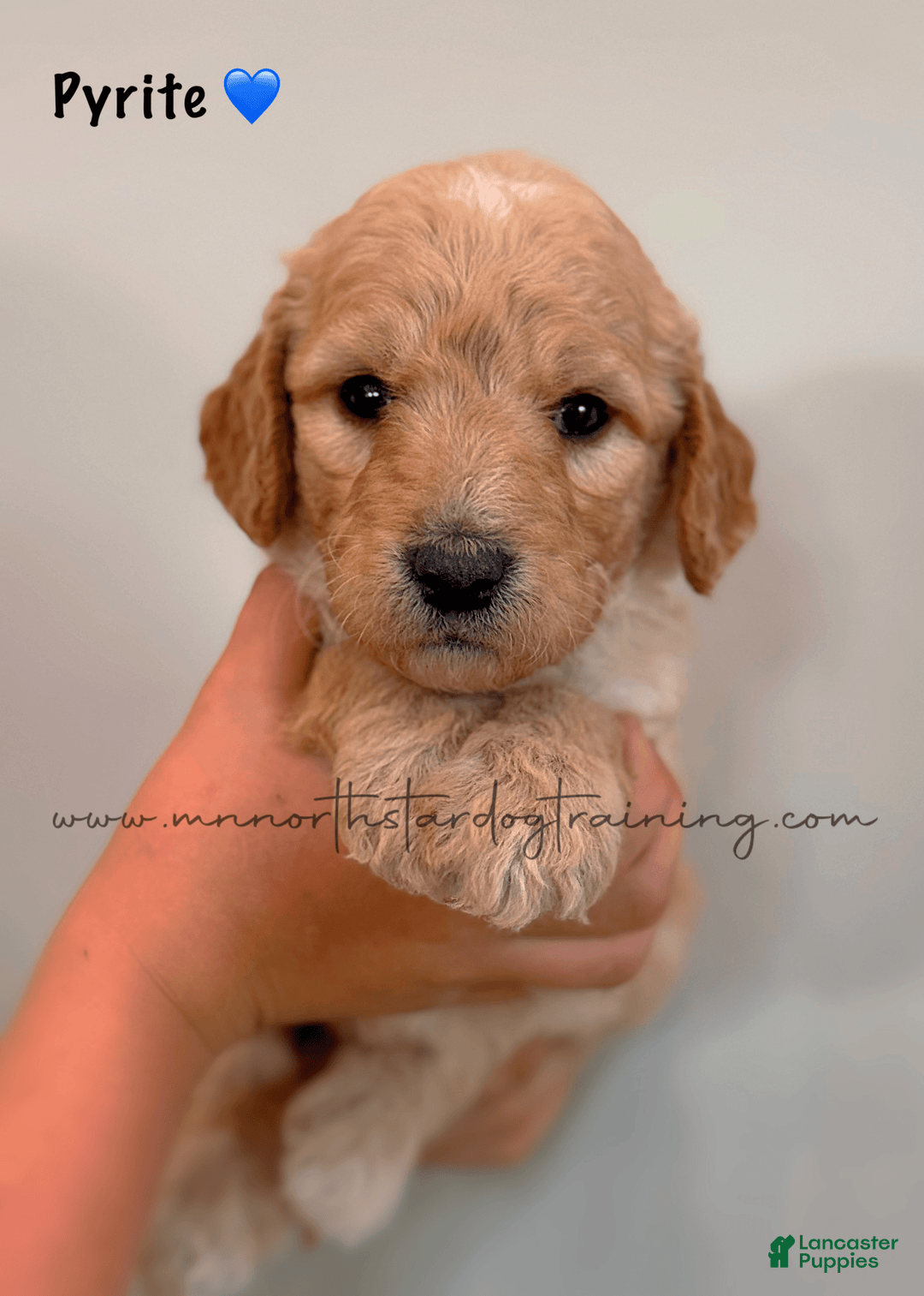Goldendoodle dogs for sale: Pyrite - Image 2