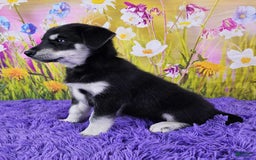 Goberian dogs for sale: Greta - Image 2