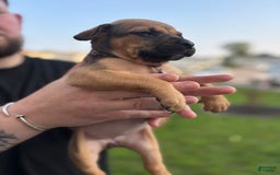 American Pit Bull Terrier dogs for sale: Rose - Image 4