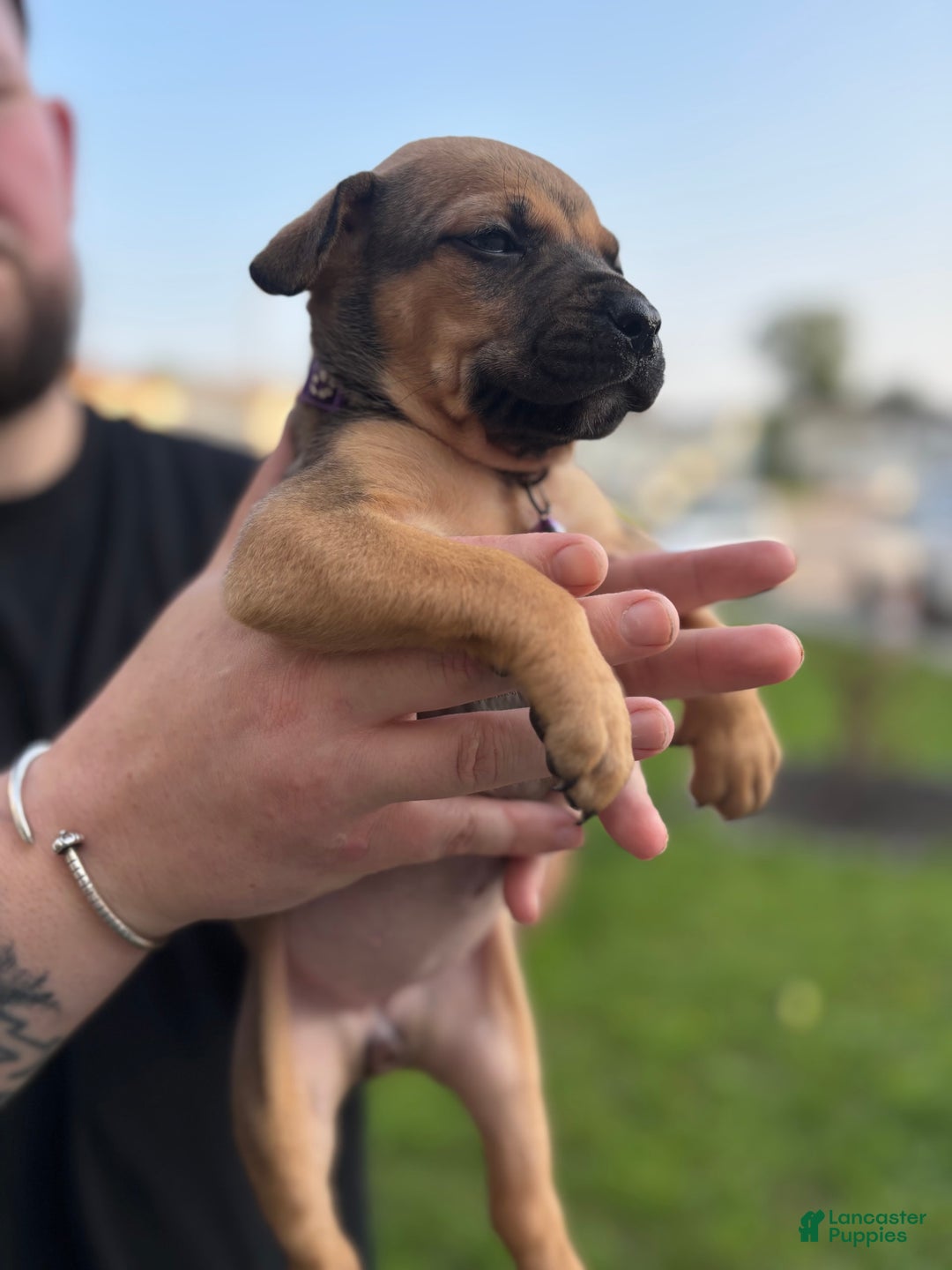 American Pit Bull Terrier dogs for sale: Rose - Image 4