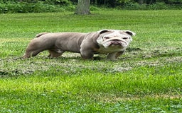 English Bulldog dogs for sale: Breezy - Image 6