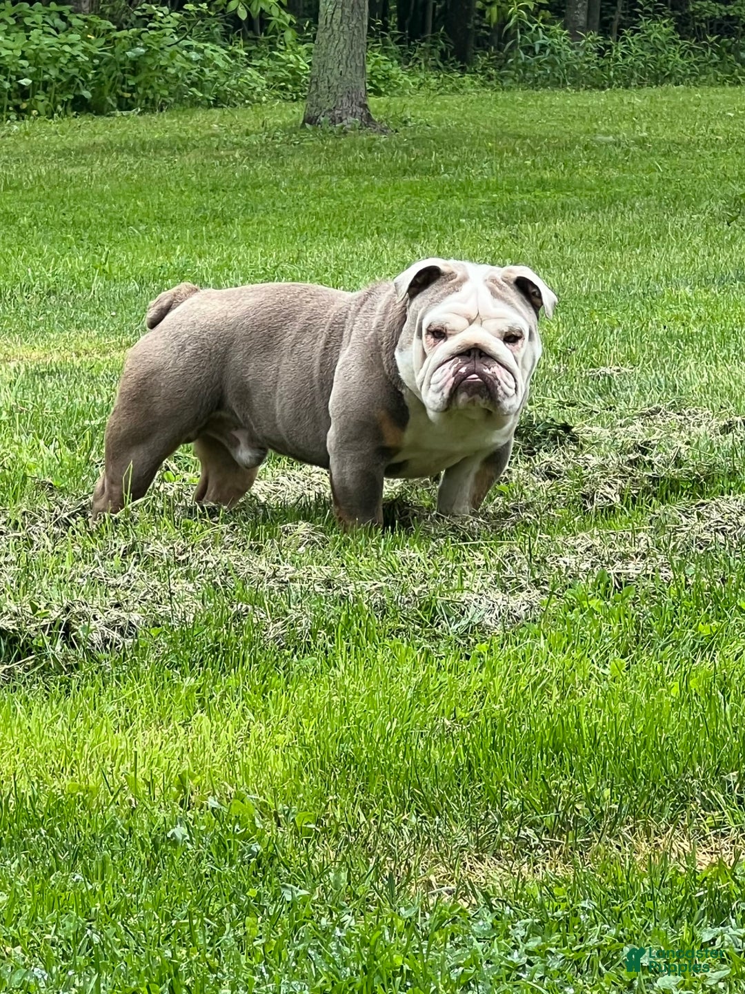 English Bulldog dogs for sale: Breezy - Image 6