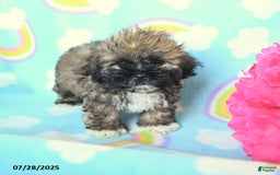 Teddy Bear dogs for sale: Butterfingers - Image 2