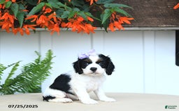 Cocker Spaniel dogs for sale: Nessa - Image 4
