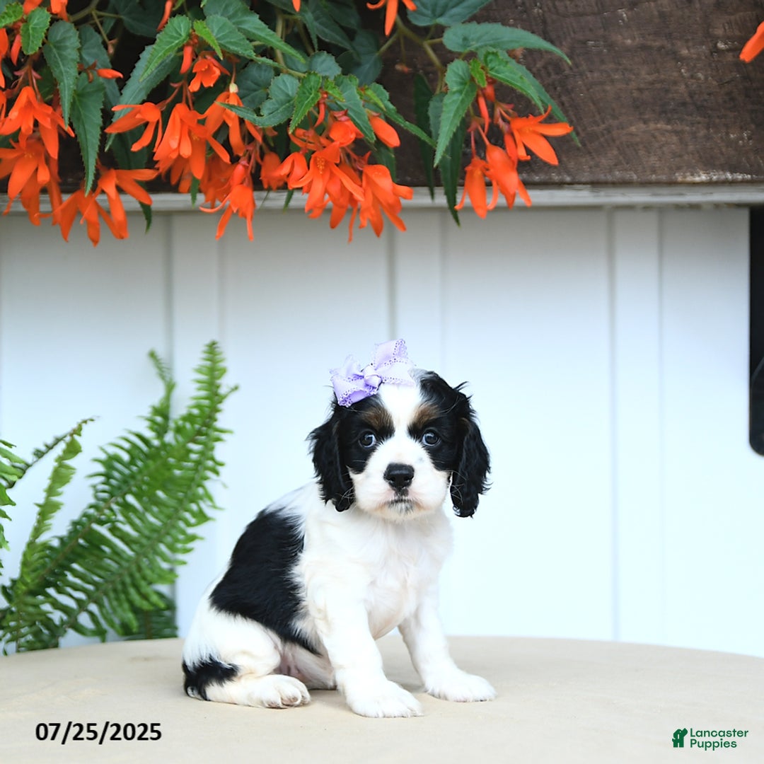 Cocker Spaniel dogs for sale: Nessa - Image 4