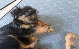 Brussels Griffon dogs for sale: Gary - Image 5