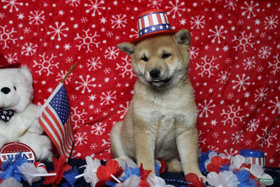 Shiba Inu dogs for sale: Larry - Image 55