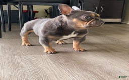 French Bulldog dogs for stud: Baby Yoda - Image 2