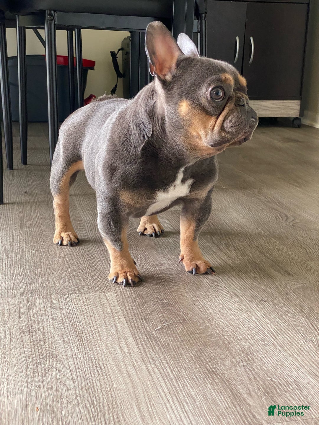 French Bulldog dogs for stud: Baby Yoda - Image 2