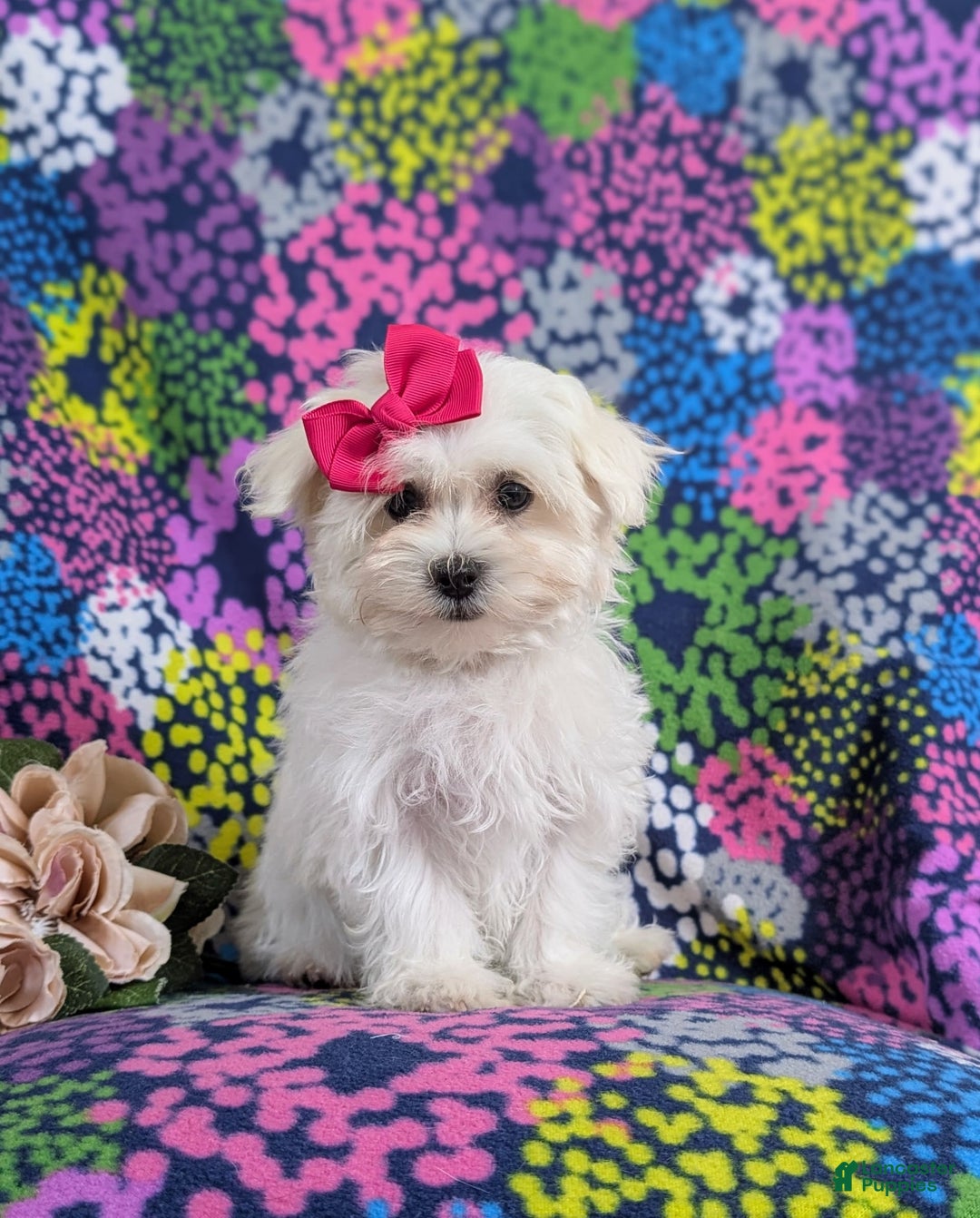 Maltese dogs for sale: Claudette Akc - Image 5