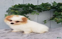 Pomeranian dogs for sale: Max - Image 1