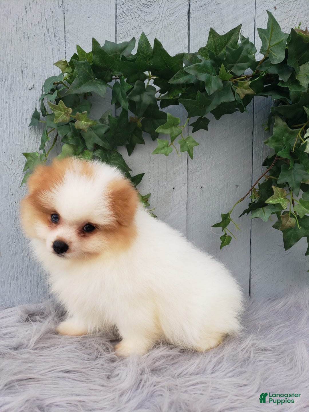 Pomeranian dogs for sale: Max - Image 1