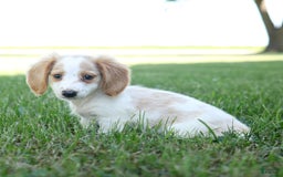 Miniature Dachshund dogs for sale: Precious - Image 9