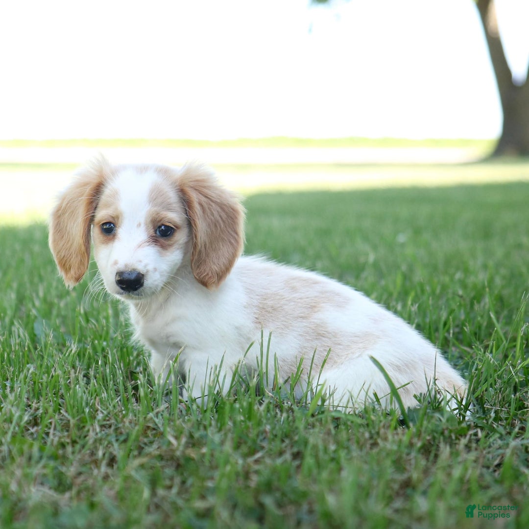 Miniature Dachshund dogs for sale: Precious - Image 9
