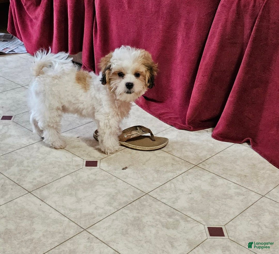 Malshi dogs for sale: Umberto - Image 4
