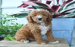 Mini Goldendoodle dogs for sale: Victor - Image 1