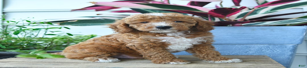 Victor