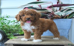Mini Goldendoodle dogs for sale: Paris - Image 5