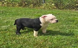 Olde English Bulldogge dogs for sale: Roger - Image 18