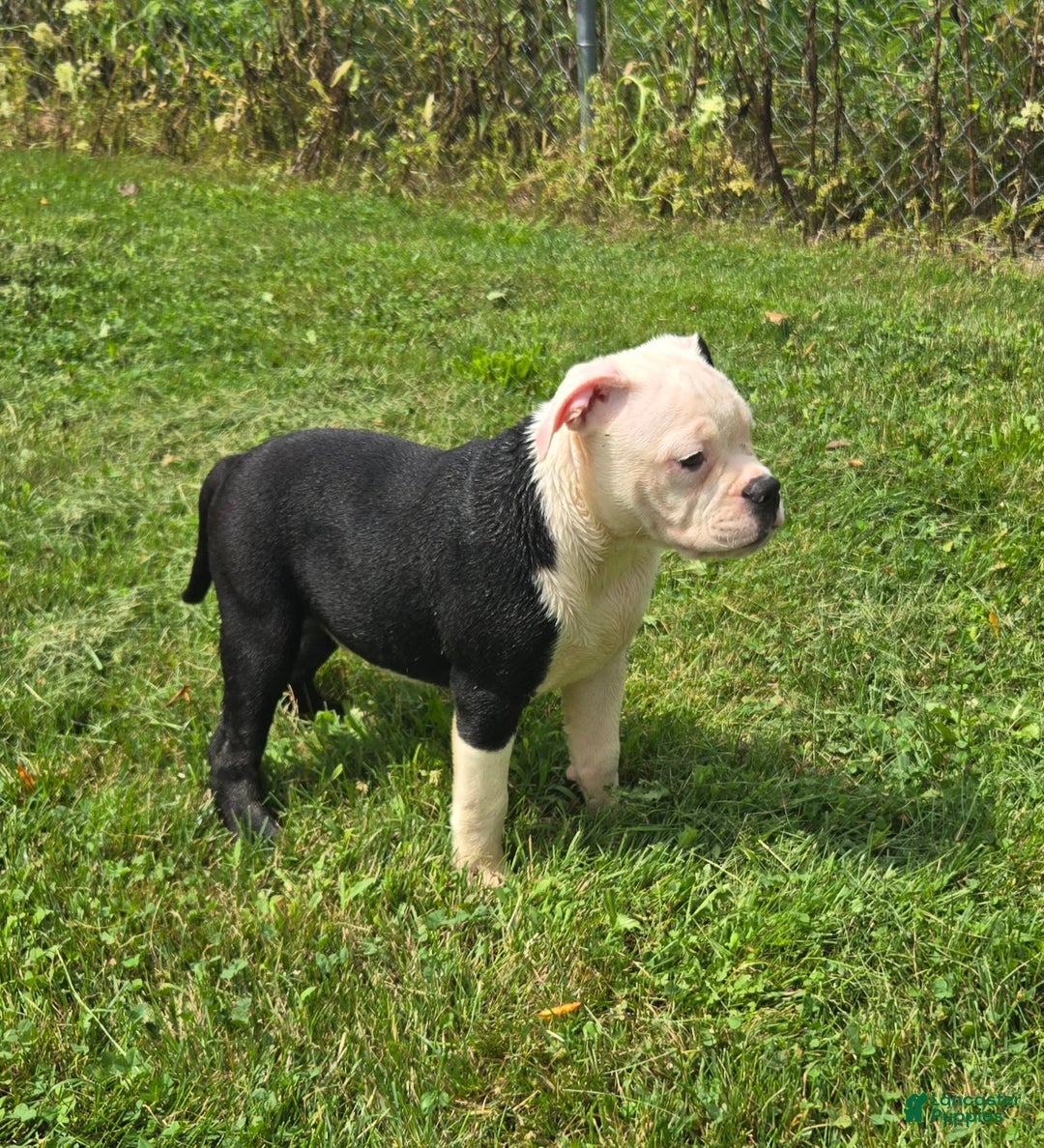 Olde English Bulldogge dogs for sale: Roger - Image 18
