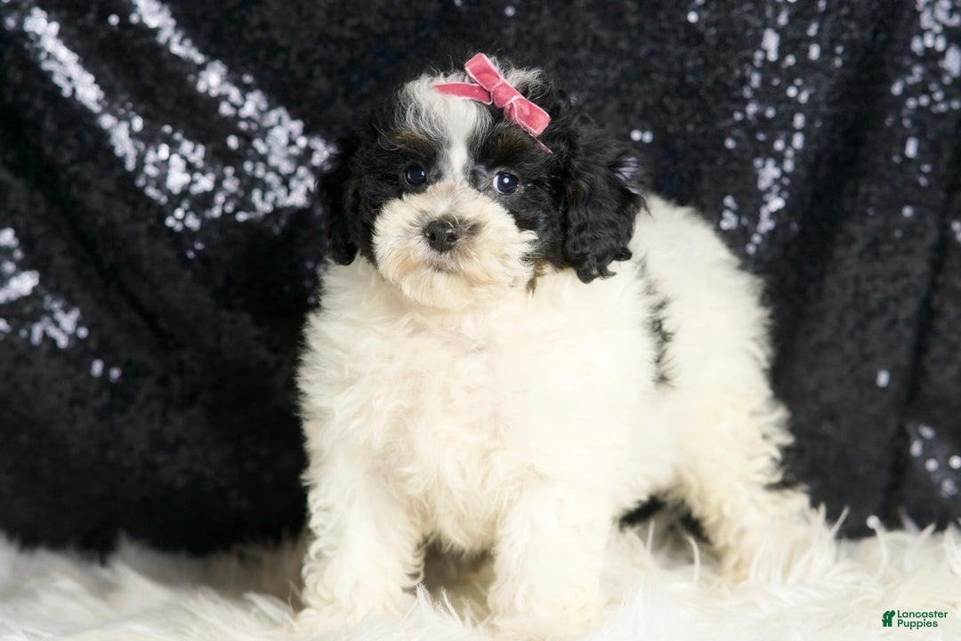 Toy Poodle dogs for sale: Puebla - Image 3
