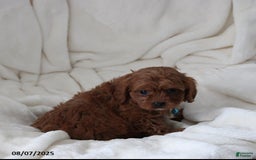 Cavapoo dogs for sale: Mason - Image 2