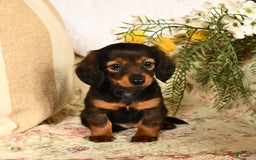 Miniature Dachshund dogs for sale: Ruby - Image 8