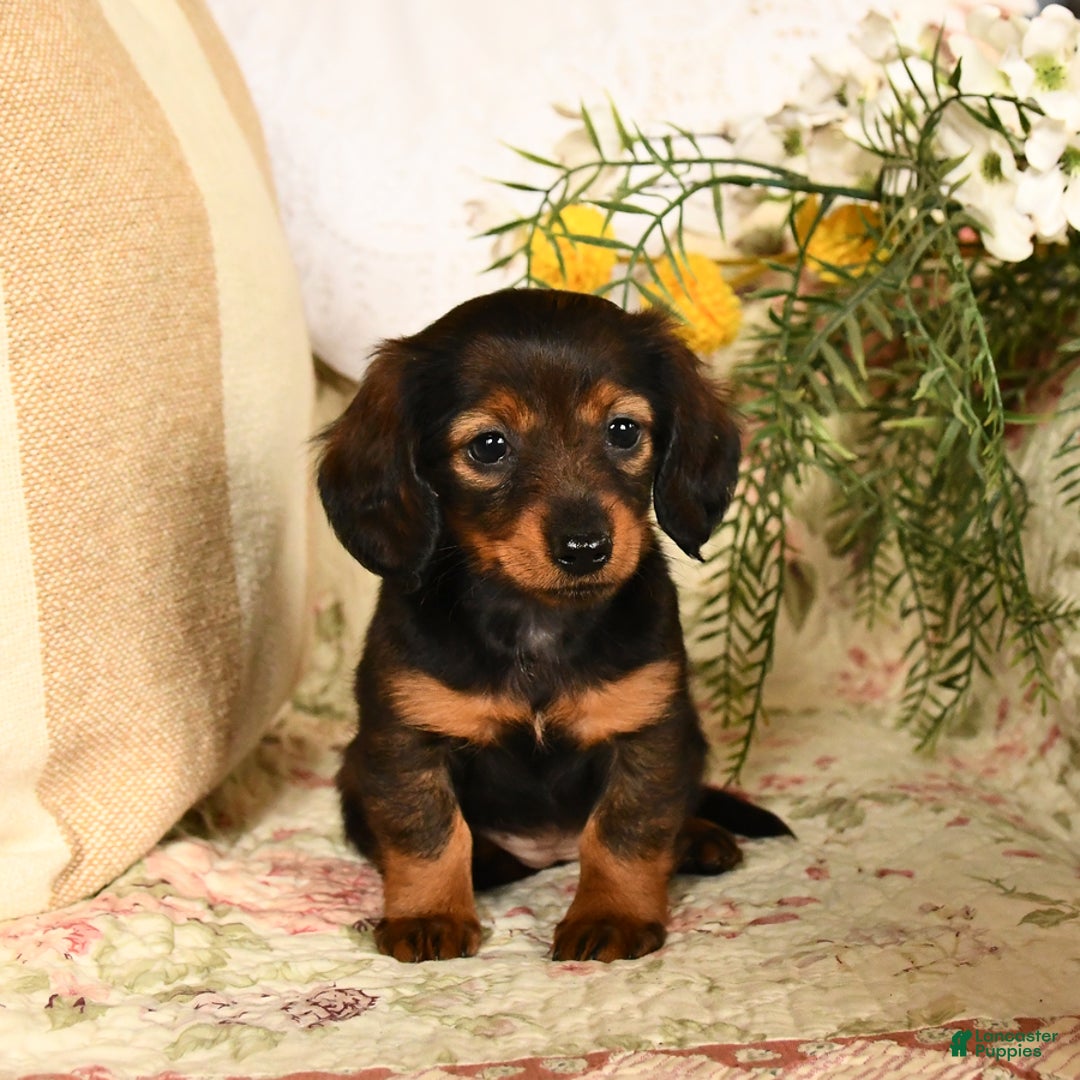 Miniature Dachshund dogs for sale: Ruby - Image 8