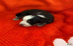 Australian Shepherd dogs for sale: Belle Starr - Image 4