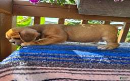 English Bulldog dogs for sale: Mozart - Image 7