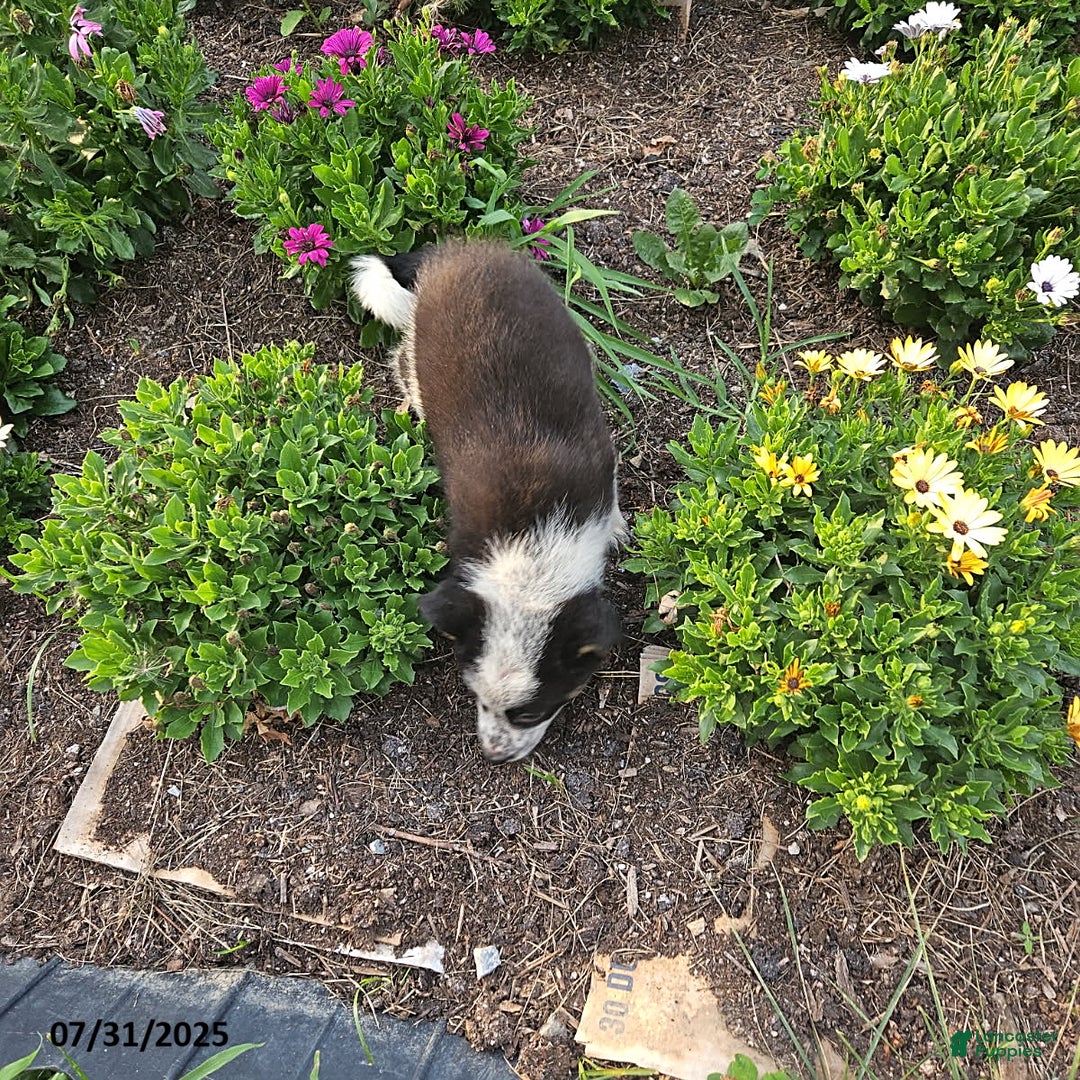Border Collie dogs for sale: Sammy - Image 2