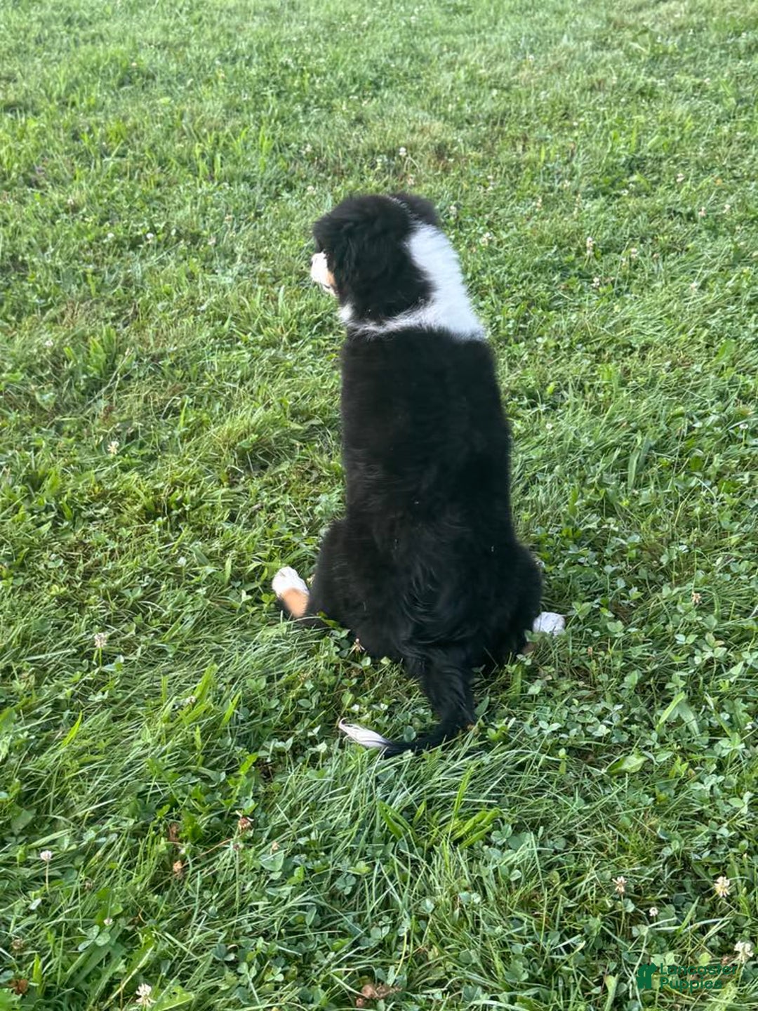 Australian Shepherd dogs for sale: Ahsoko - Image 23