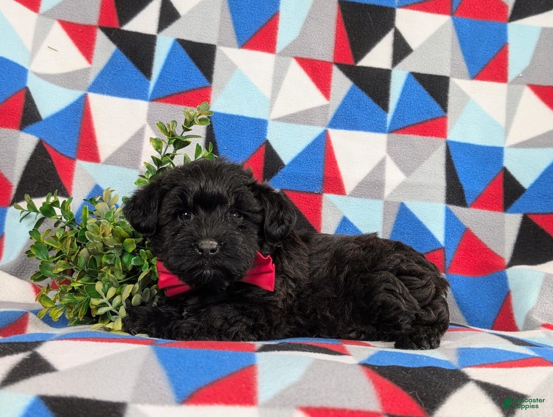 Yorkiepoo dogs for sale: Willoughby - Image 2
