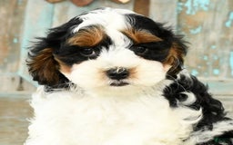 Cavapoo dogs for sale: Knight - Image 2