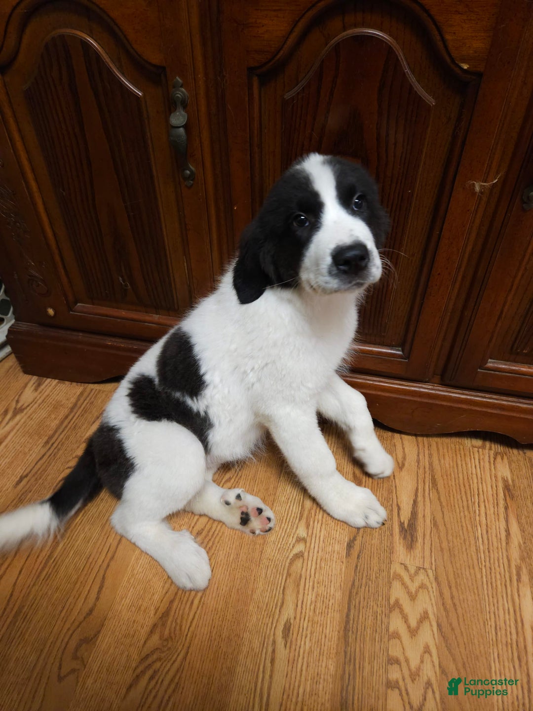 Great Pyrenees dogs for sale: Trish - Image 10