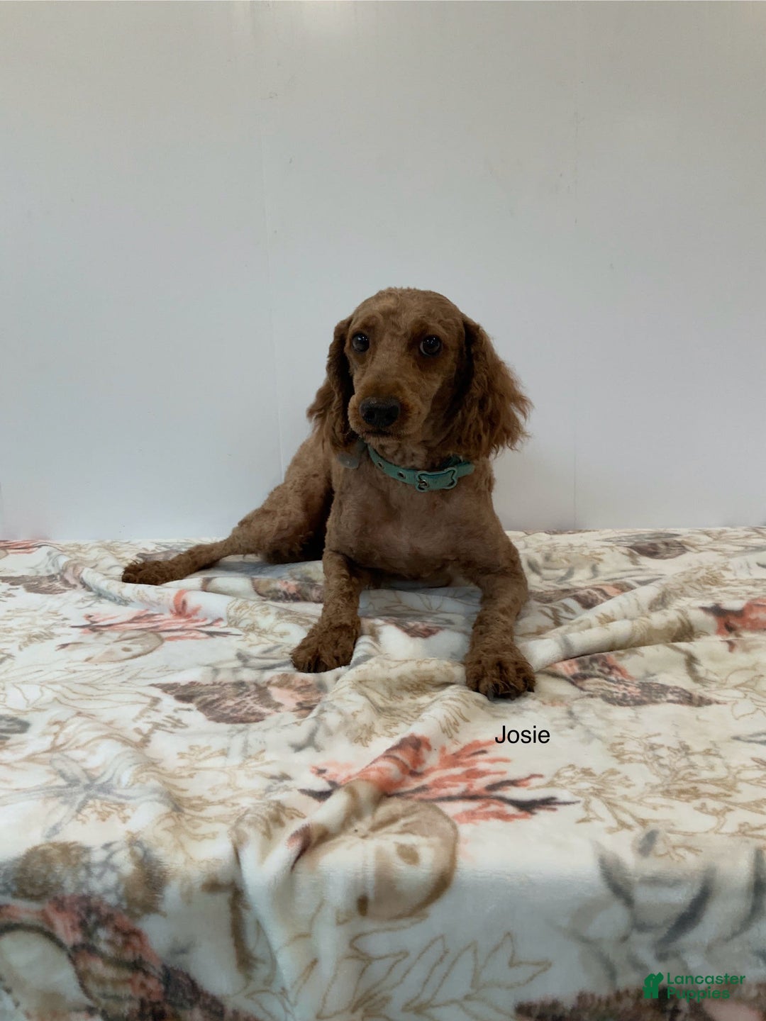 Toy Poodle dogs for sale: Jimmy - Image 7