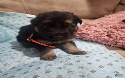 German Shepherd dogs for sale: Diesel - Image 1