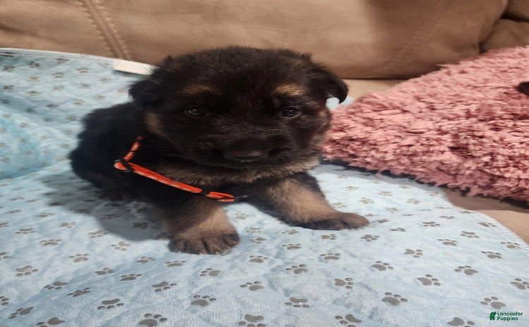 German Shepherd dogs for sale - Ad 2