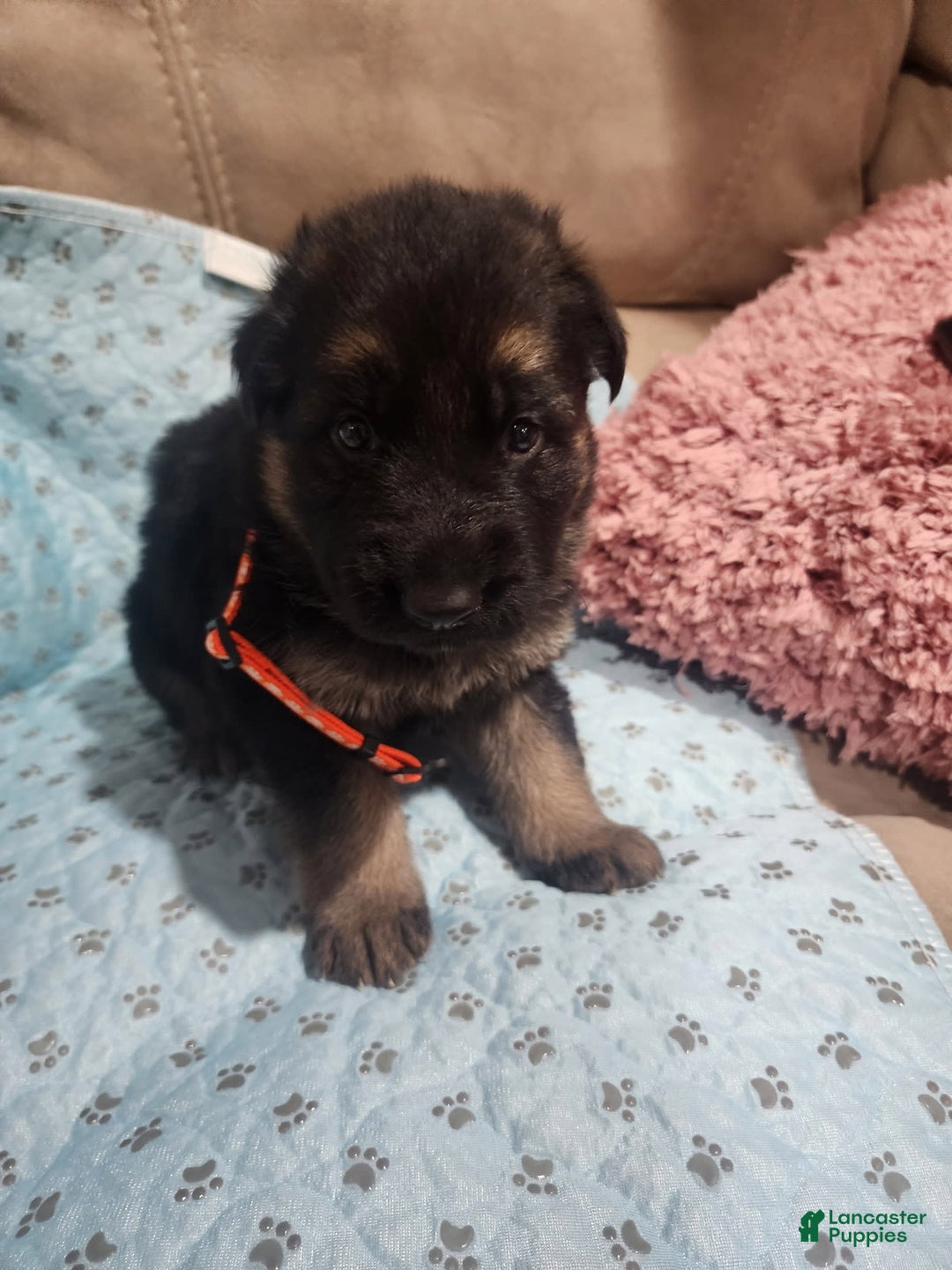 German Shepherd dogs for sale: Diesel - Image 1