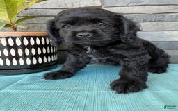 Cocker Spaniel dogs for sale: Tina - Image 2