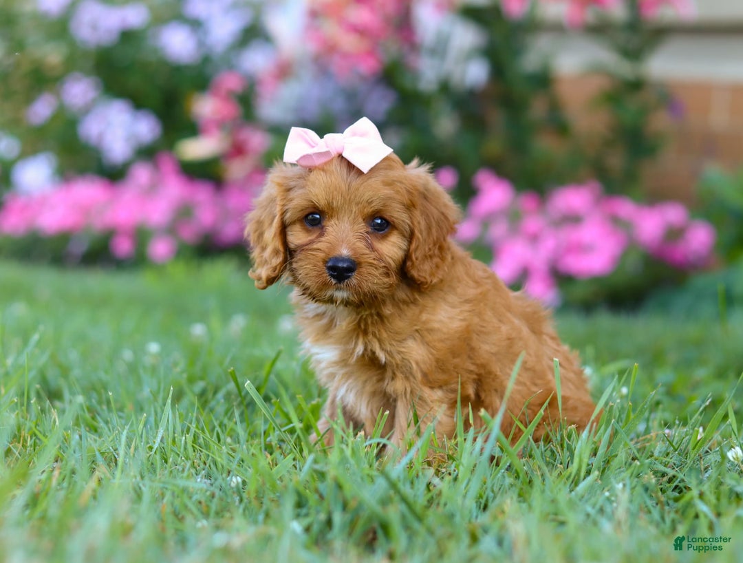 Cavapoo dogs for sale: Cavapoo 4 puppies - Image 14