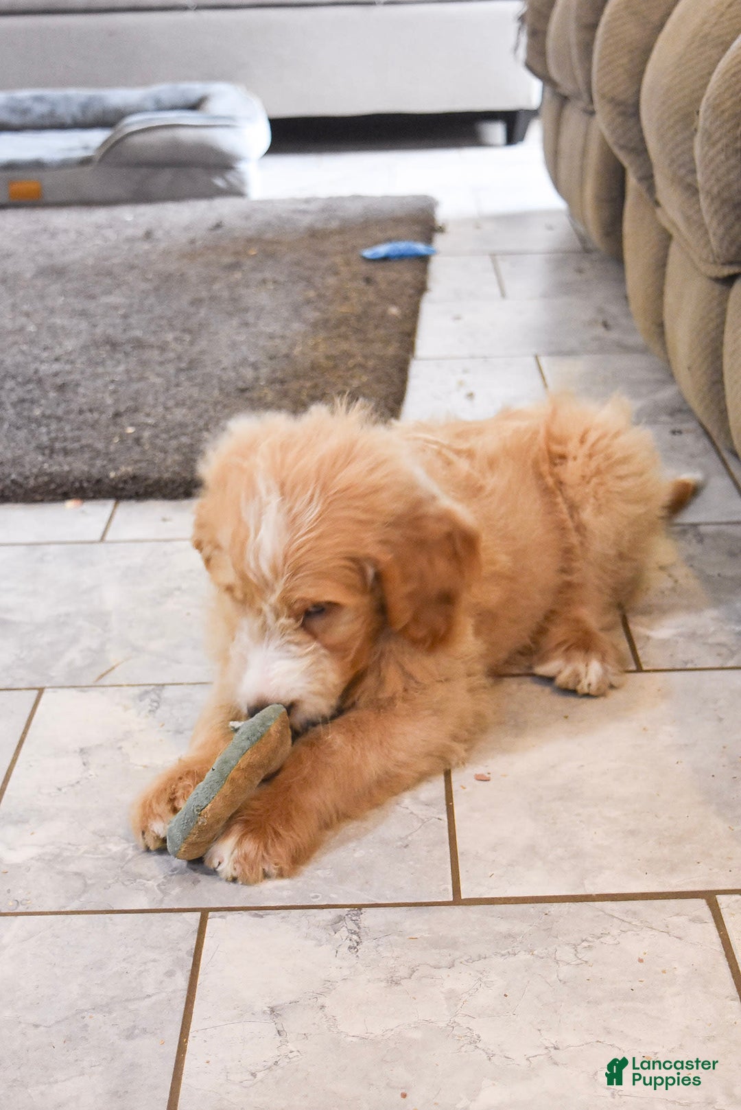 Goldendoodle dogs for sale: Archie - Image 6