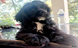 Cocker Spaniel dogs for sale: Cocker Puppy - Image 3