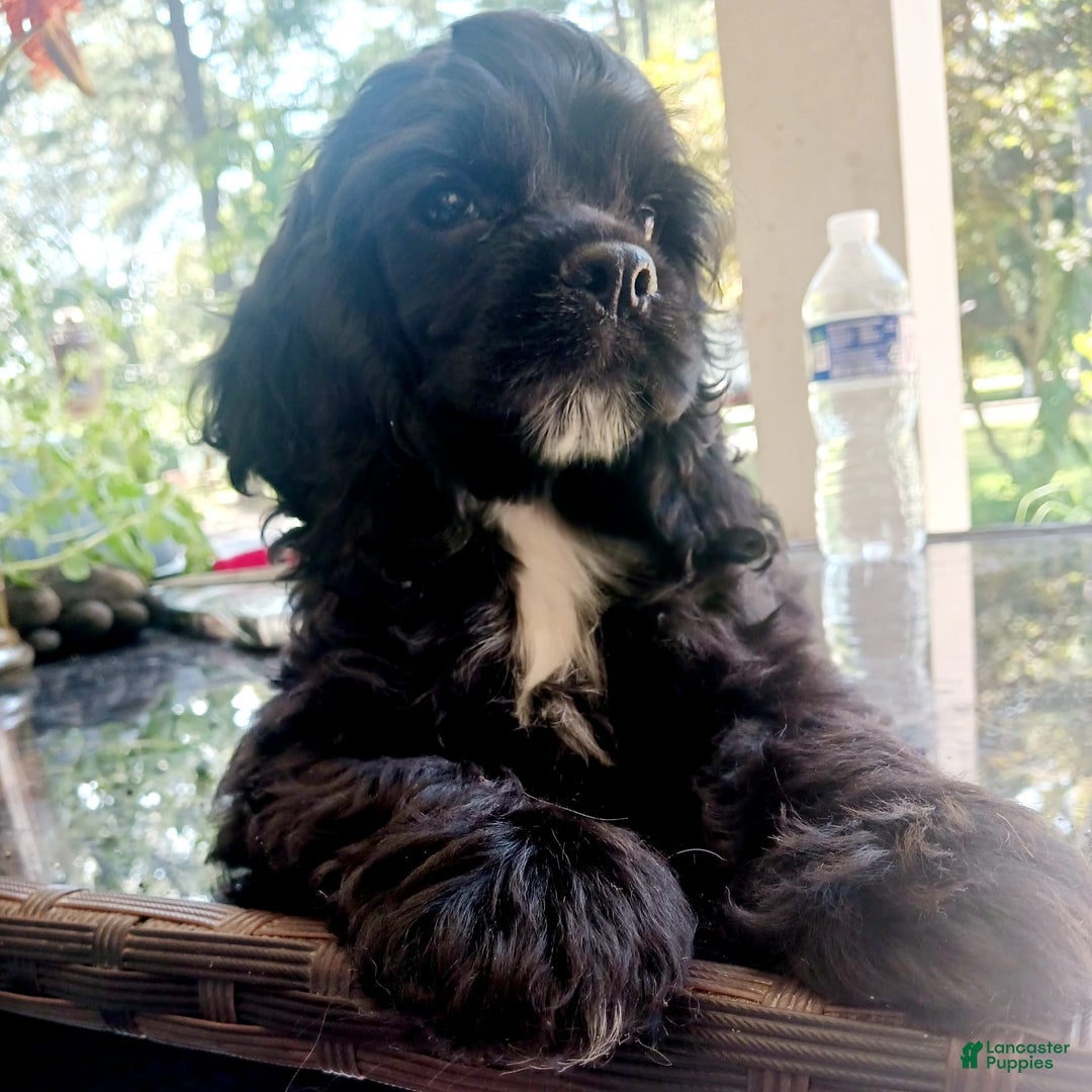 Cocker Spaniel dogs for sale: Cocker Puppy - Image 3