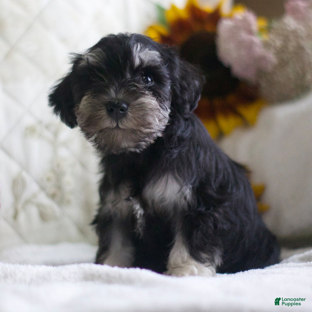 Miniature Schnauzer dogs for sale: Sandy - Image 2