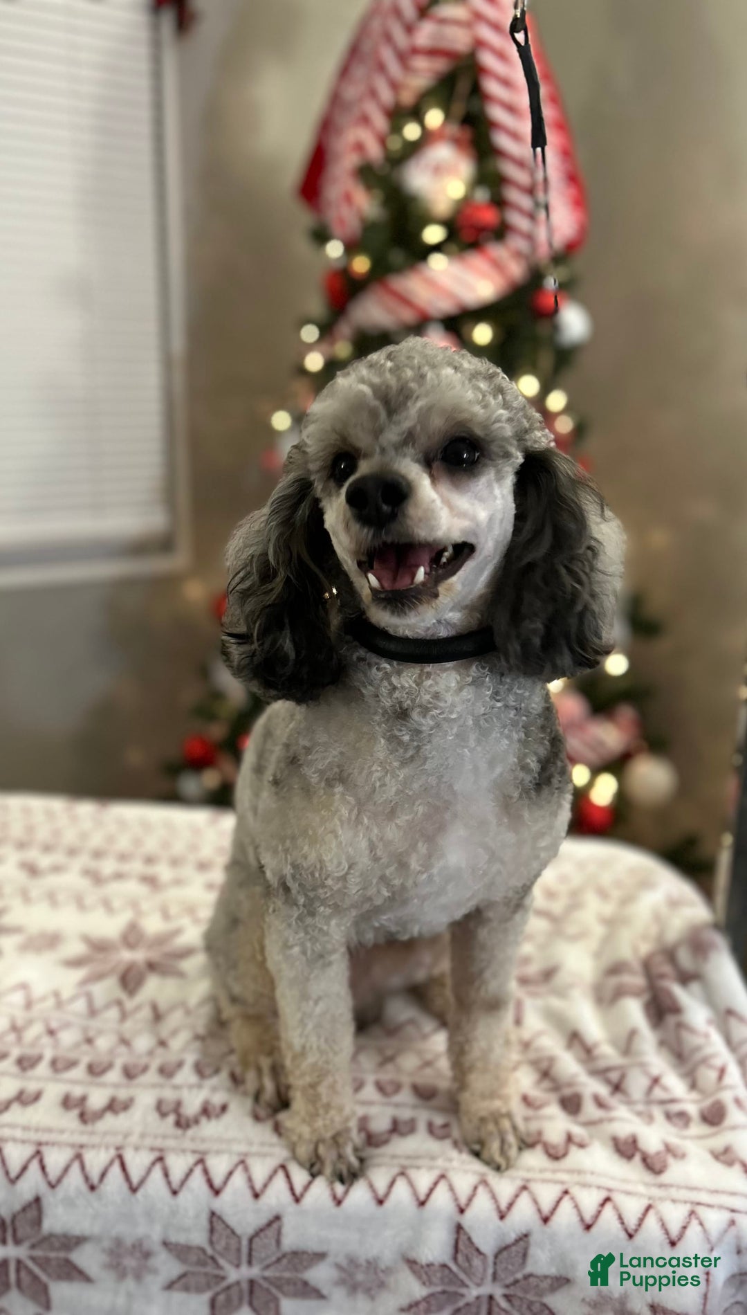 Miniature Poodle dogs for sale: Rosy - Image 7