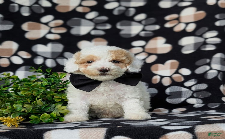 Miniature Poodle dogs for sale - Ad 4